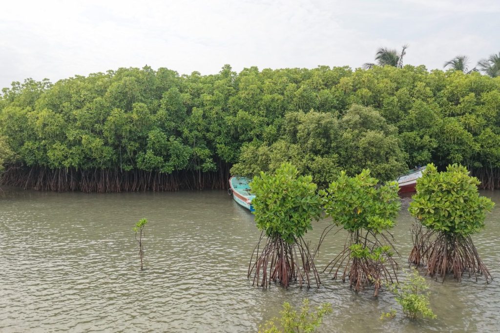 Mangroves, Sand Dunes and the Coastal Lifeline of Cuddalore: Why Protecting the Uppanar Ecosystem Matters