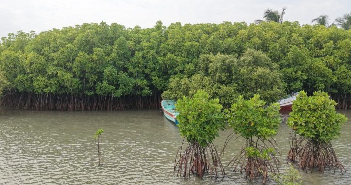Mangroves, Sand Dunes and the Coastal Lifeline of Cuddalore: Why Protecting the Uppanar Ecosystem Matters